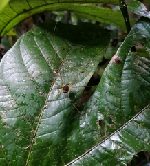 Sibambea