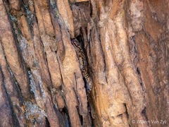 Afroedura hawequensis