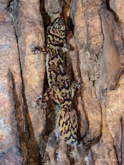 Afroedura hawequensis