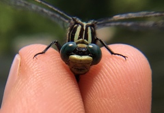 Hylogomphus parvidens