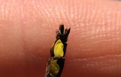 Hylogomphus parvidens