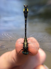 Hylogomphus parvidens