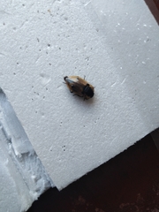 Dendroxena quadrimaculata