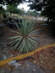Hesperoyucca