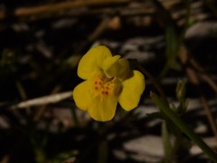 Uvedalia linearis lutea