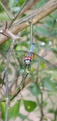 Pachydiplax longipennis