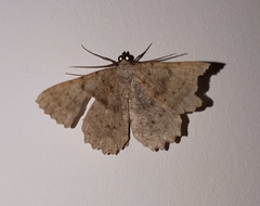Dicrognophos sartata