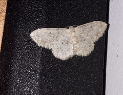 Idaea camparia