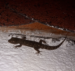 Mediodactylus danilewskii