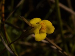 Uvedalia linearis lutea