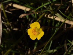 Uvedalia linearis lutea