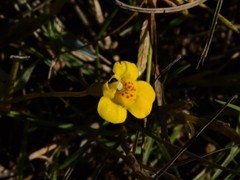 Uvedalia linearis lutea