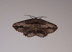 Menophra berenicidaria