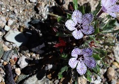 Langloisia setosissima