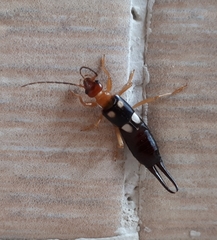 Forficula smyrnensis