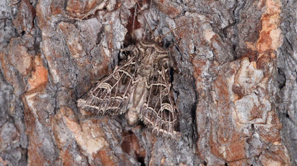 Sideridis mongoliensis