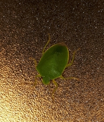 Acrosternum millierei