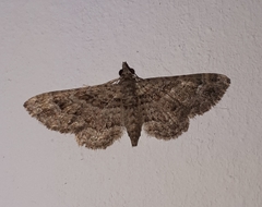 Gymnoscelis rufifasciata