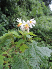 Sparrmannia