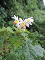 Sparrmannia