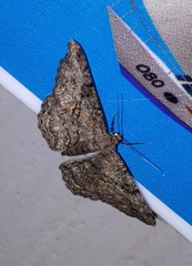 Peribatodes secundaria