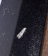 Bucculatrix frangutella