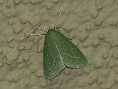 Synchlora faseolaria