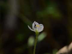 Drosera nana
