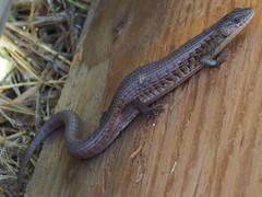 Elgaria coerulea coerulea