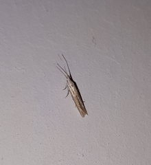 Plutella porrectella