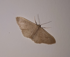 Idaea distinctaria
