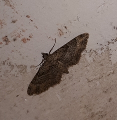 Gymnoscelis rufifasciata