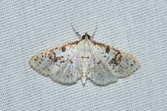 Palpita illibalis