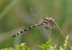 Cordulegaster bilineata