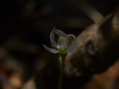 Drosera nana