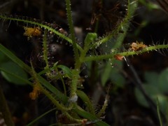 Drosera nana
