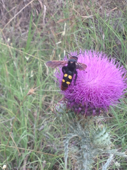 Megascolia maculata maculata