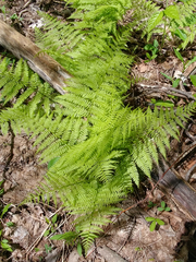 Athyrium
