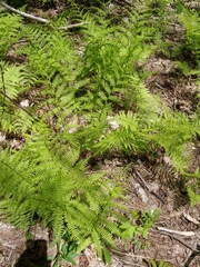 Athyrium