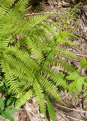 Athyrium