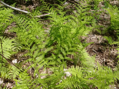 Athyrium