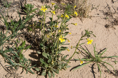 Goodenia fascicularis