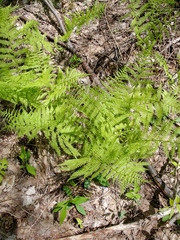 Athyrium