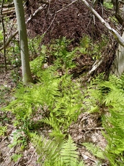 Athyrium