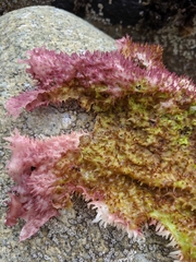 Chondracanthus