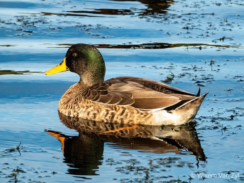 Mallard × Yellow-billed Duck (Hybrid Anas platyrhynchos × undulata ...