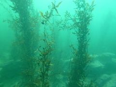 Carpophyllum flexuosum