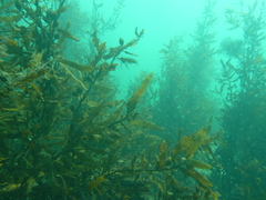 Carpophyllum flexuosum