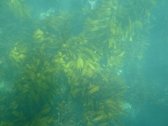 Lessonia tholiformis