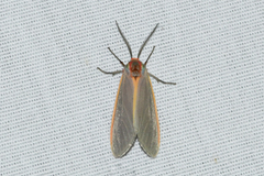 Pygarctia abdominalis